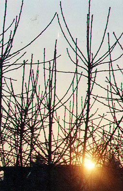 Sunrise