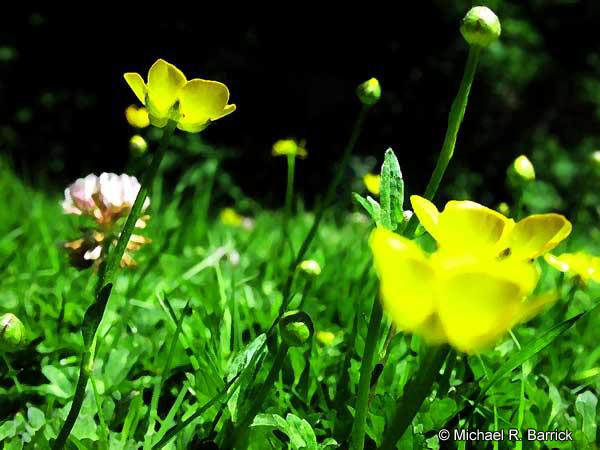 Buttercups