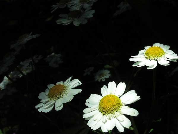 More Daisies