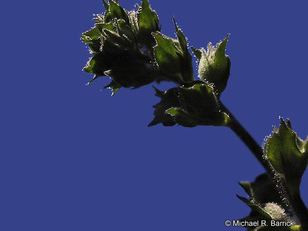 Blue Sky #1