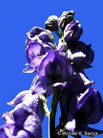 Blue Sky #2