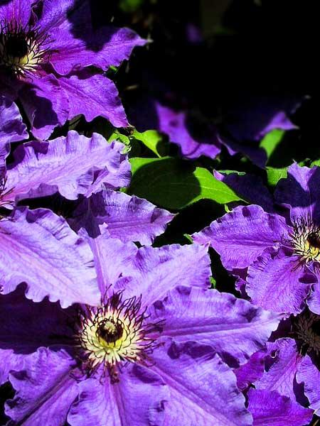 Vine