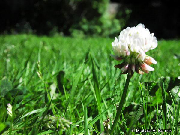 Green Grass