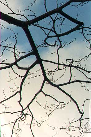 Trees
