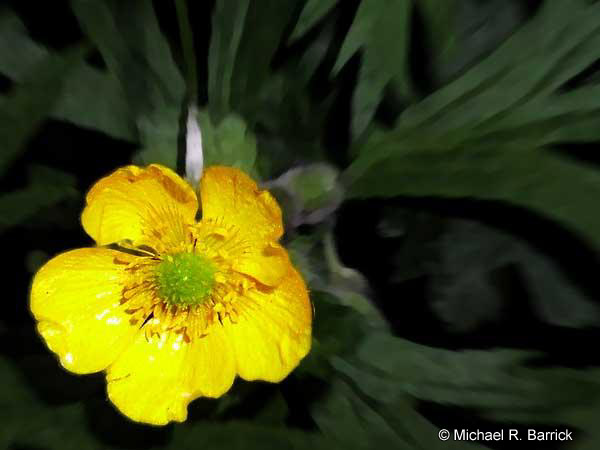Buttercup