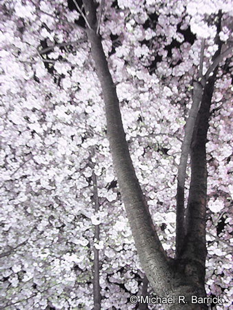 Cherry Blossoms